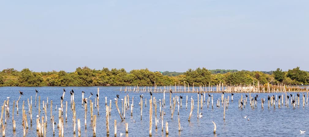 Réserve Ornitologique du Teich