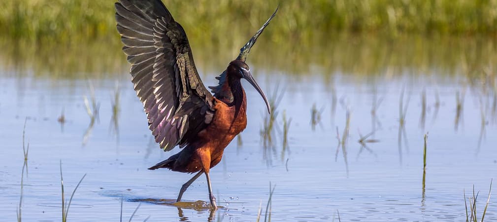 Plegadis falcinellus, Zwarte ibis