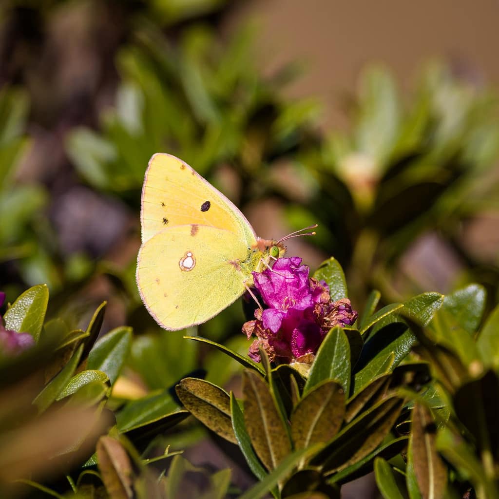 Oranje Luzernevlinder, Colias errata. Wandeling naar Port de Saleix, Étang d'Alate en Port de Bassies in de Pyreneeën (25)