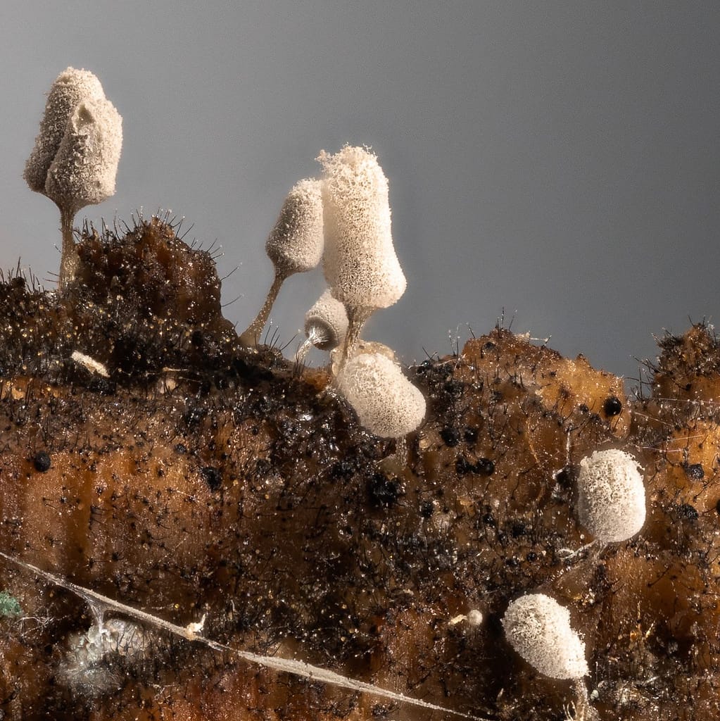 Arcyria pomiformis, Kluwennetwatje