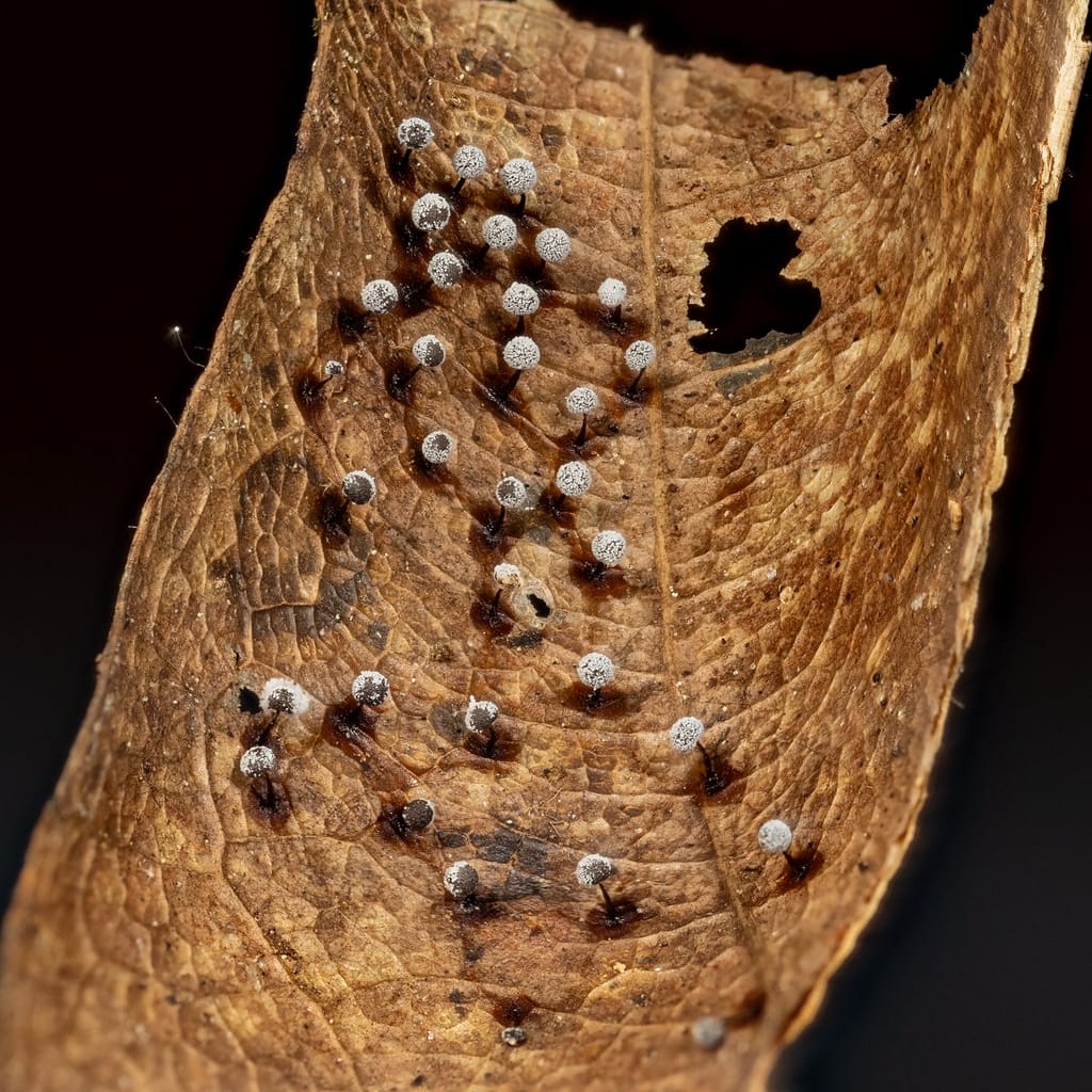 Didymium nigripes, Zwartstelig kristalkopje