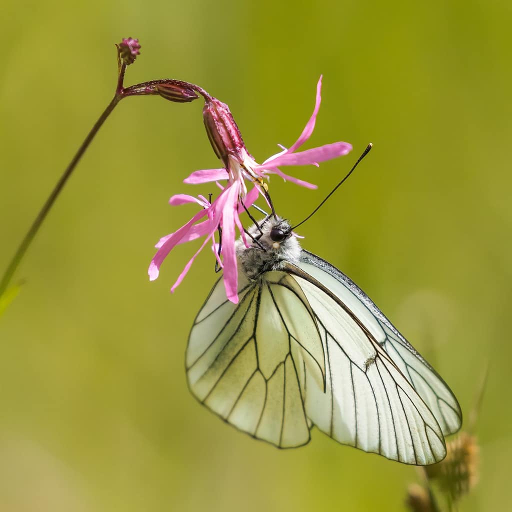 Aporia crataegi, Groot geaderd witje