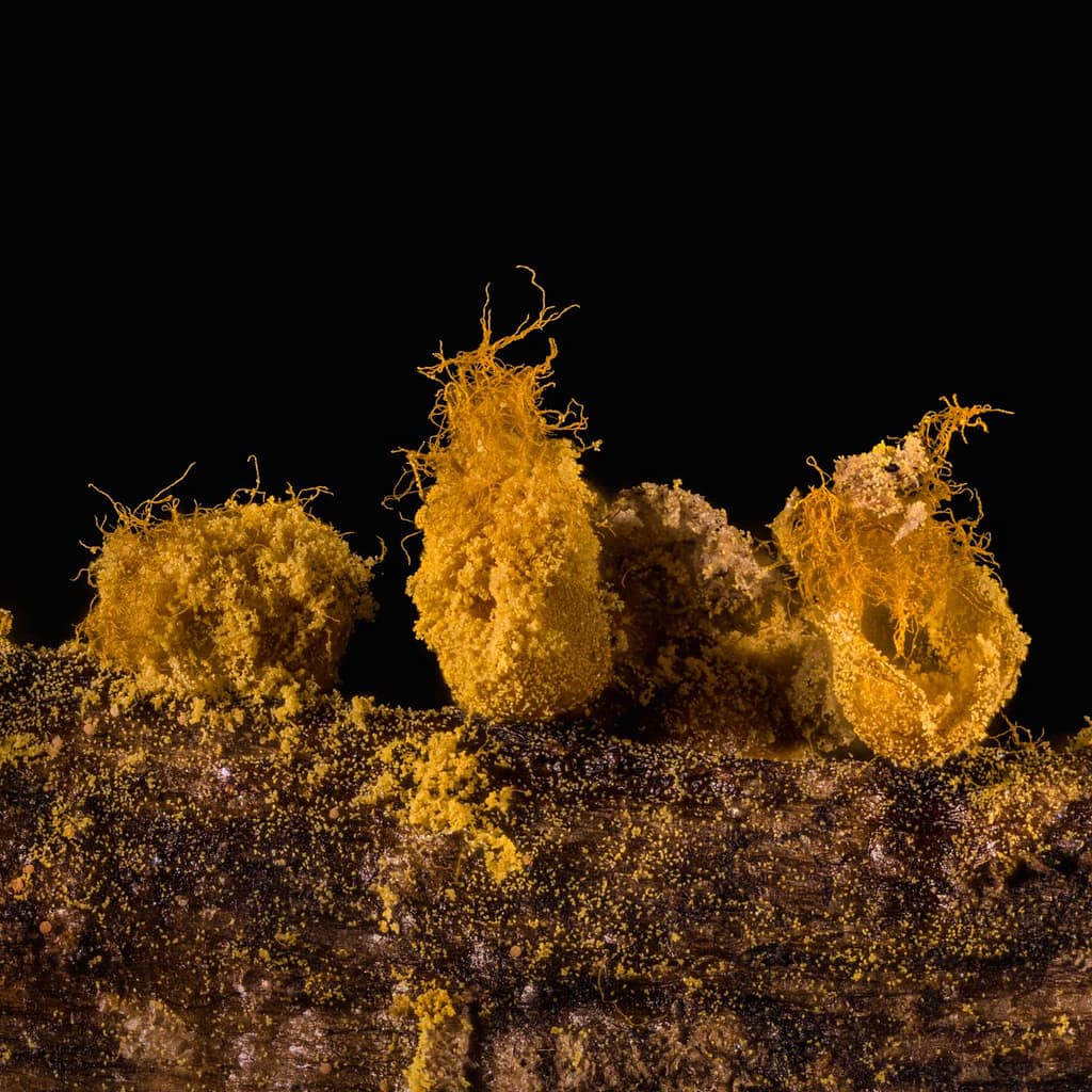 Trichia varia, Fopdraadwatje