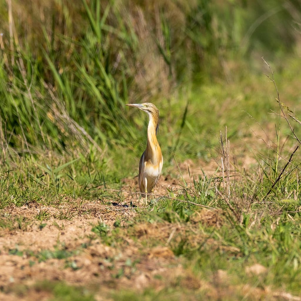 Ardeola ralloides, Ralreiger