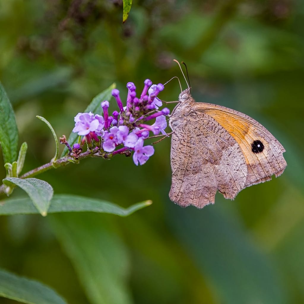 Maniola jurtina, Bruin zandoogje