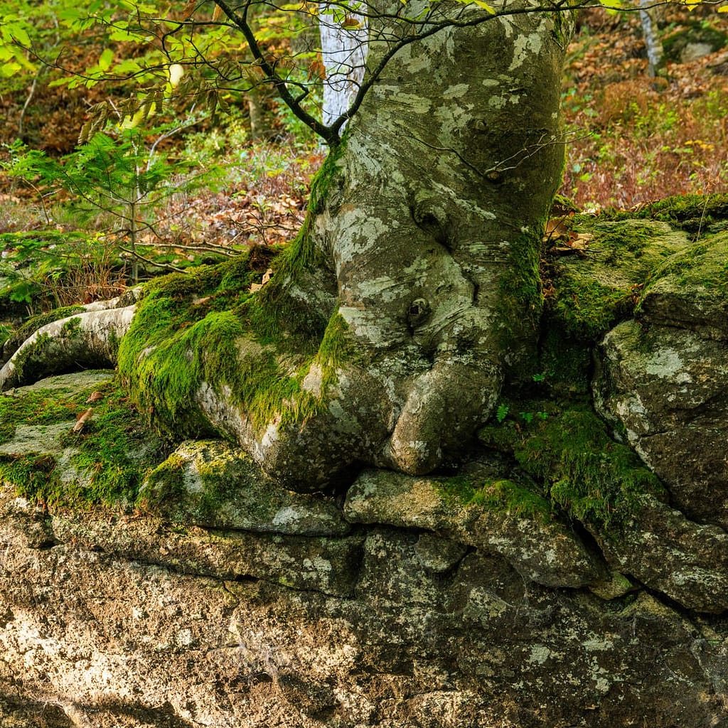 Forêt de la Rouge, Montagne Noir