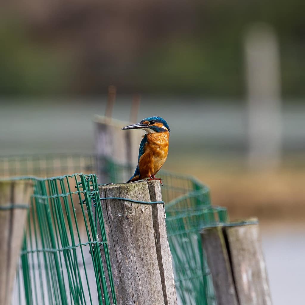Alcedo atthis, IJsvogel