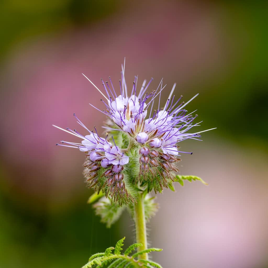 Phacelia tanacetifolia - Bijenbrood