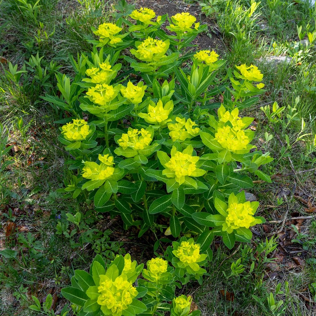 Euphorbia hyberna