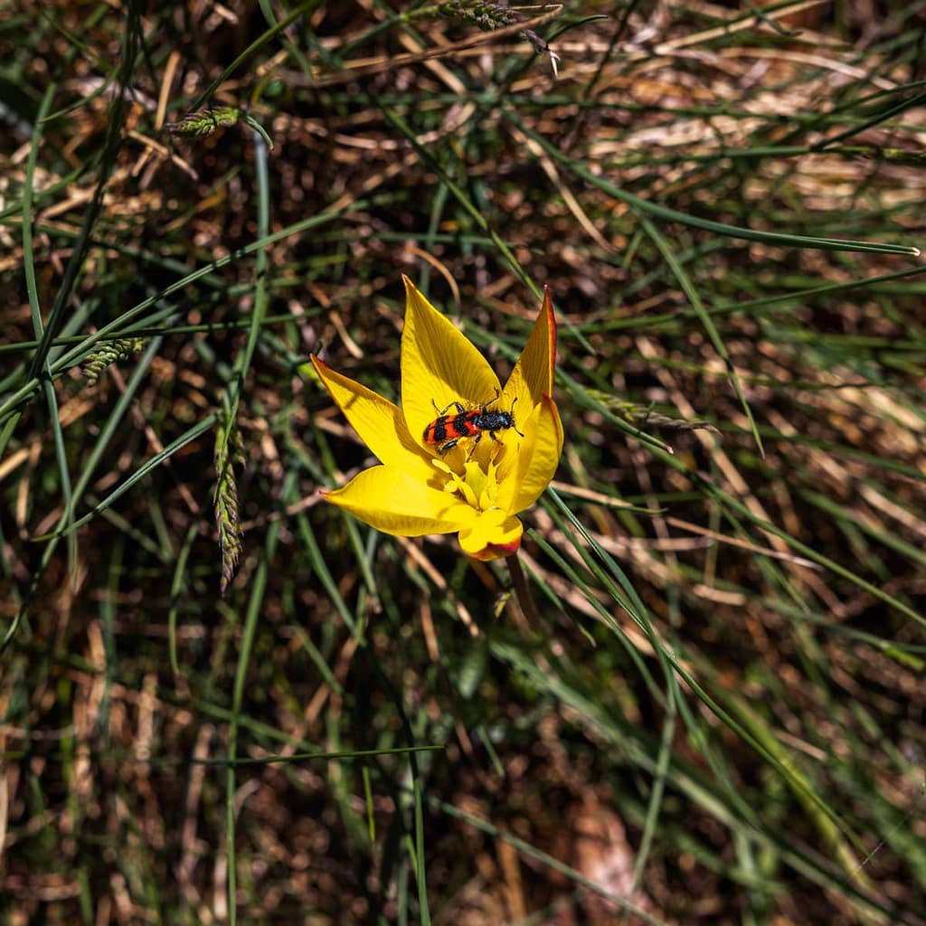 Tulipa sylvestris -Wilde tulp