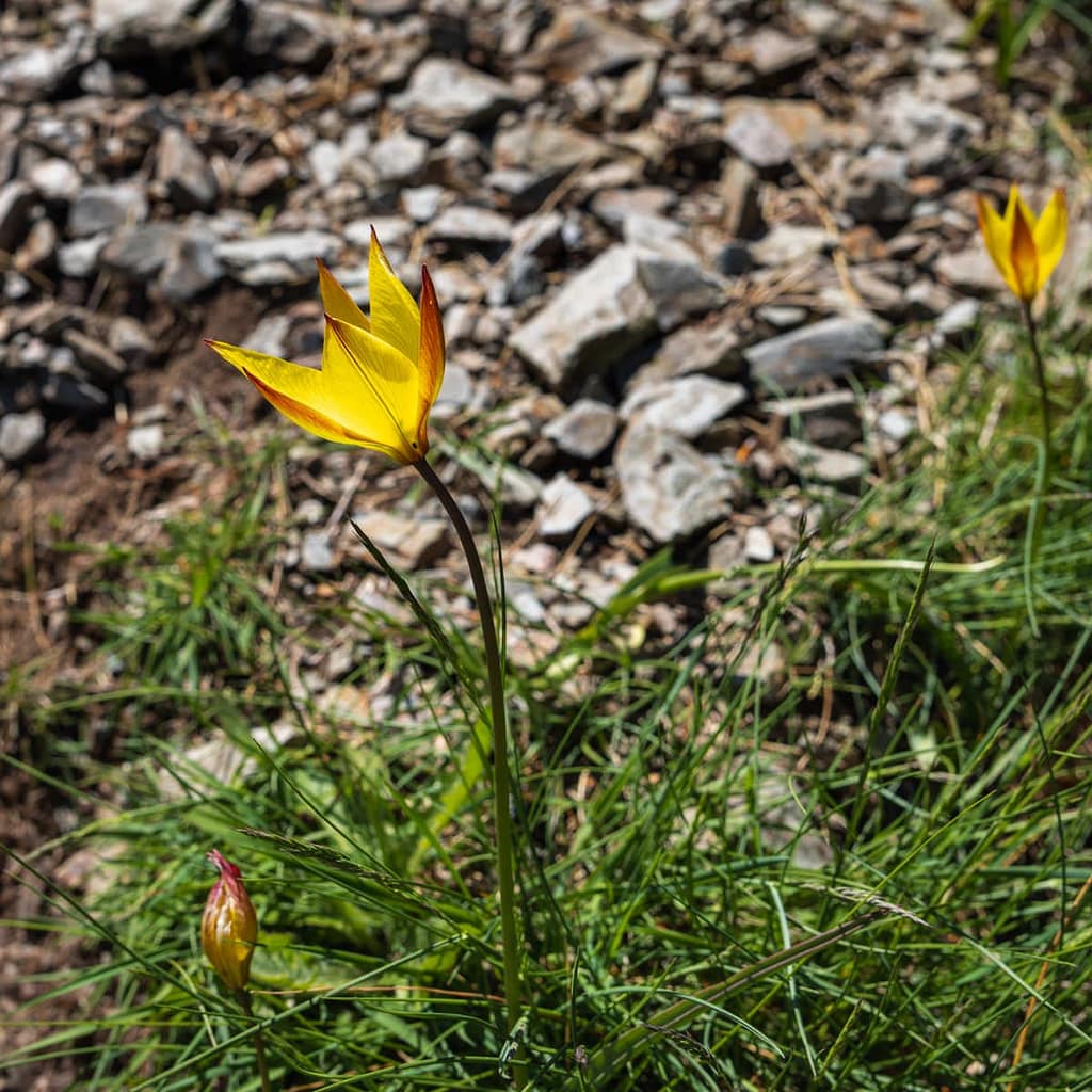 Tulipa sylvestris -Wilde tulp