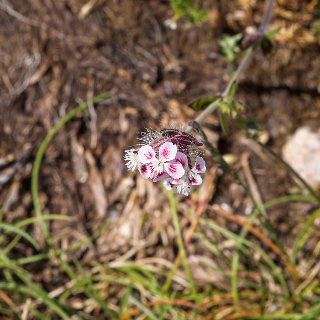 Silene gallica, Franse silene