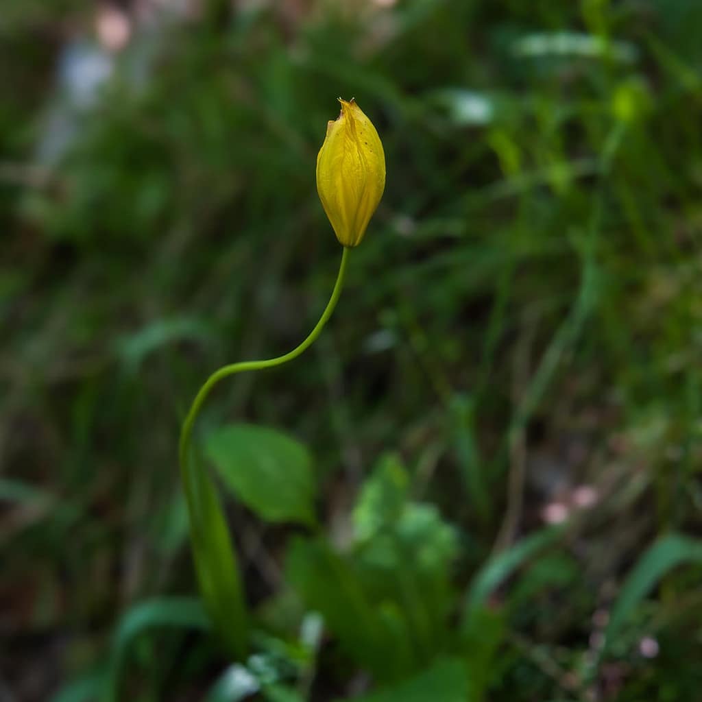 Tulipa sylvestris -Wilde tulp