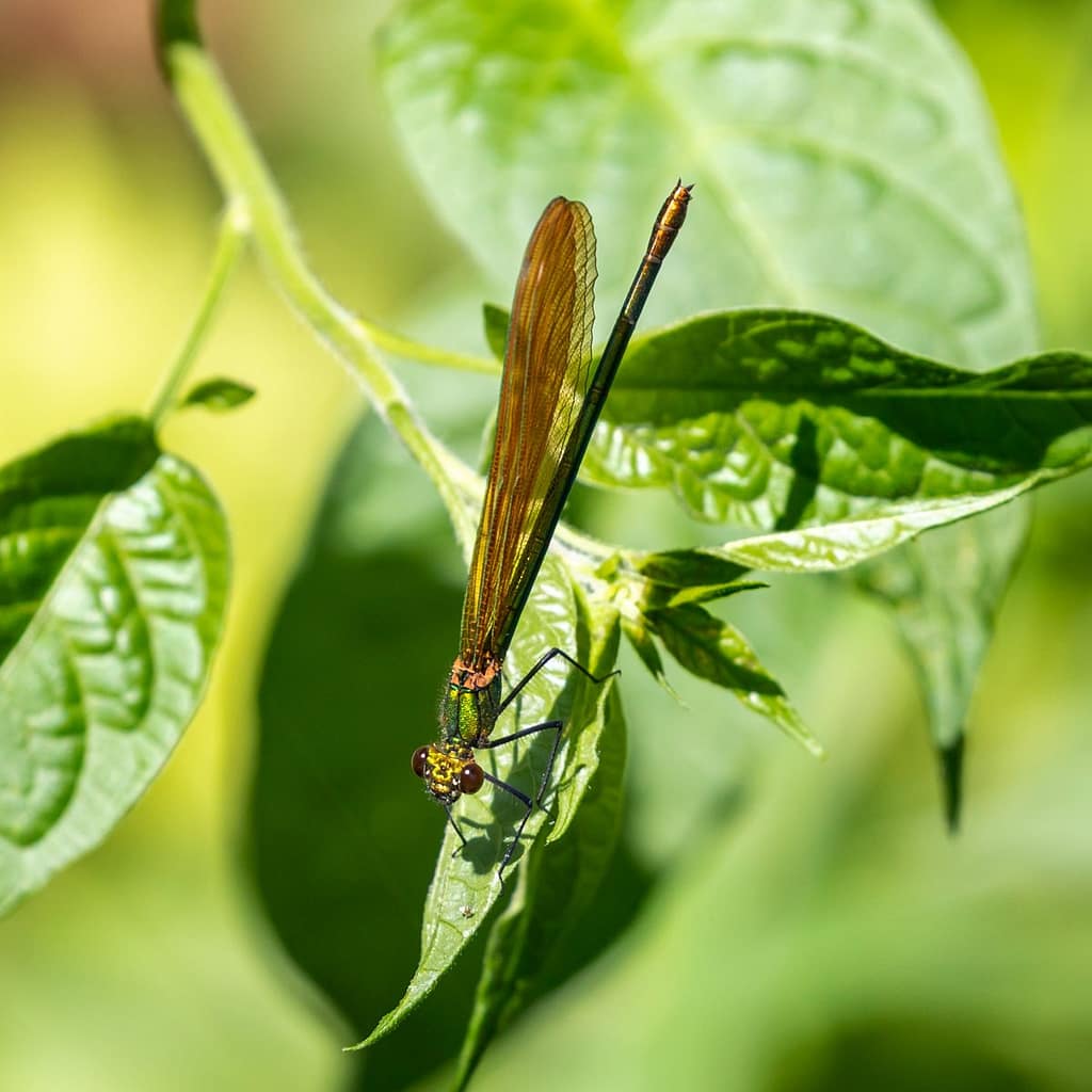 Calopteryx virgo, Bosbeekjuffer