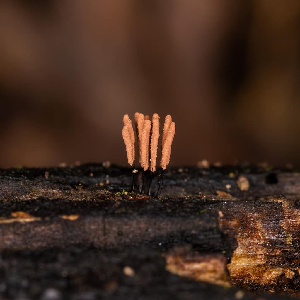 Stemonitis smithii, Kaneelkleurig netpluimpje
