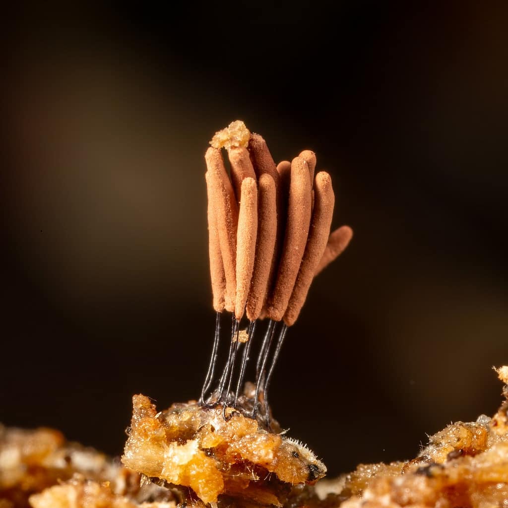 Stemonitis smithii, Kaneelkleurig netpluimpje