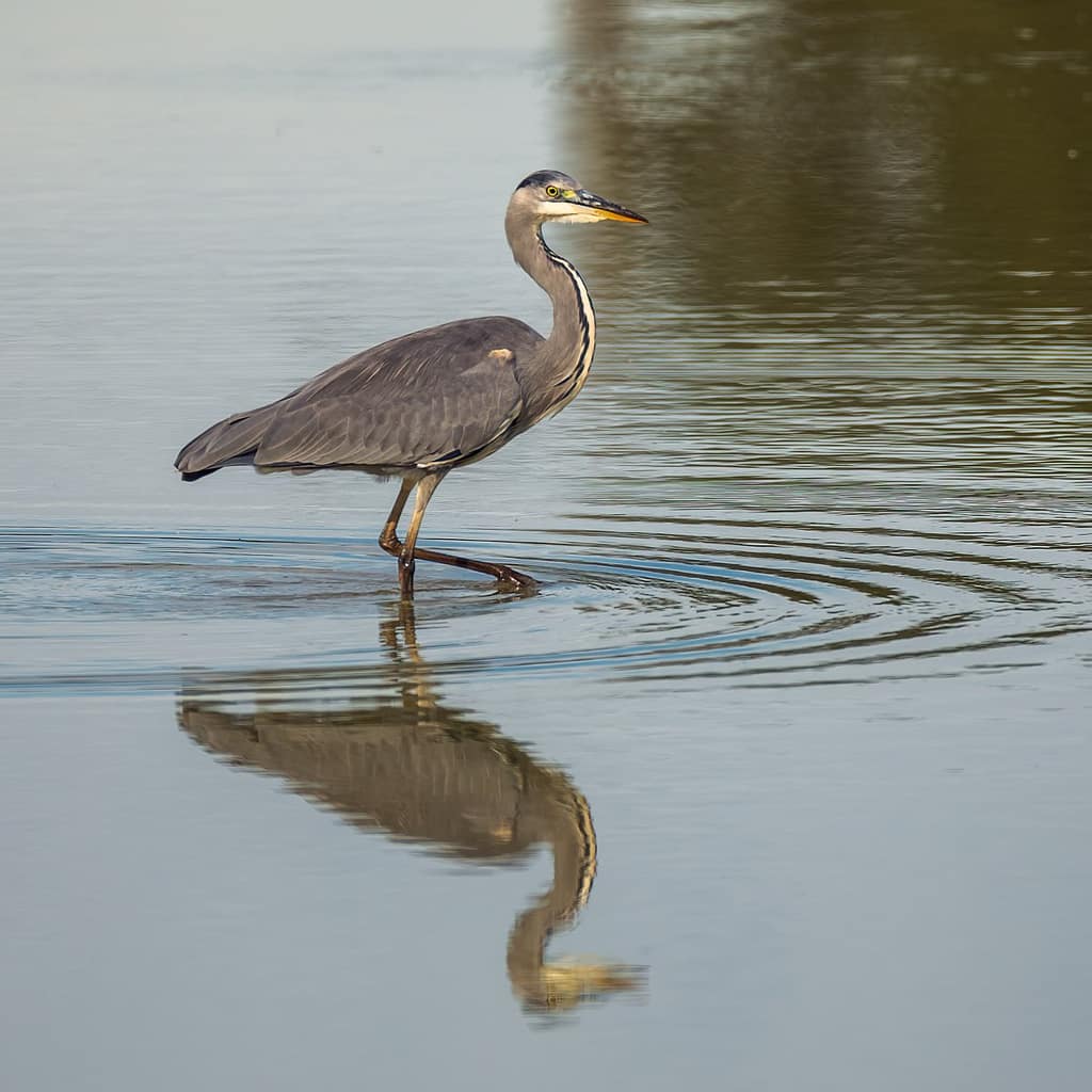Ardea cinerea, Blauwe reiger