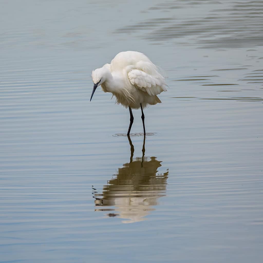 Egretta garzetta, Kleine zilverreiger