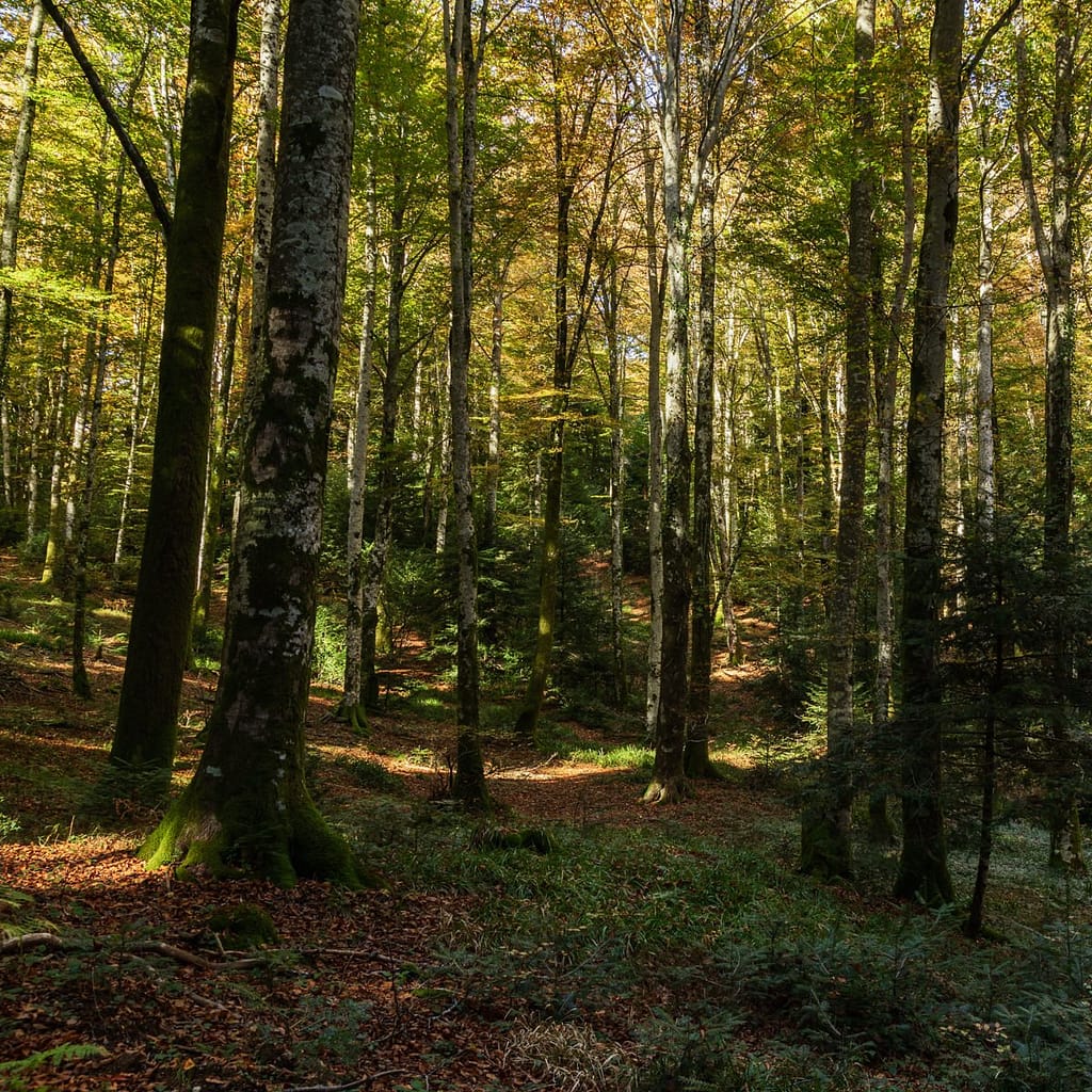 Bos langs Route Forestière