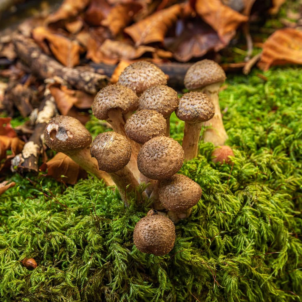 Armillaria ostoyae, Sombere honingzwam