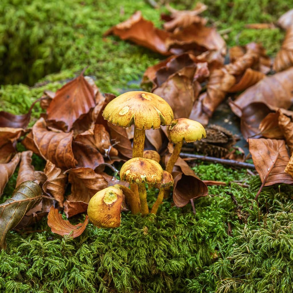 Hypholoma fasciculare, Dwergzwavelkop