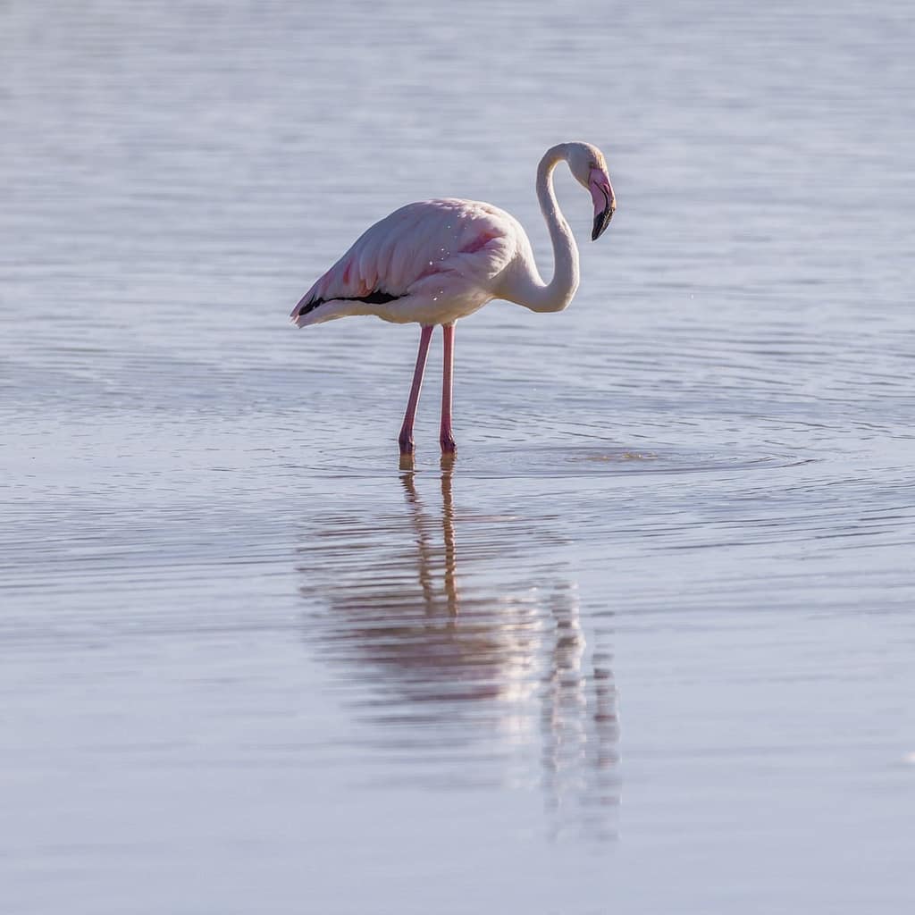 Phoenicopterus roseus, Flamingo