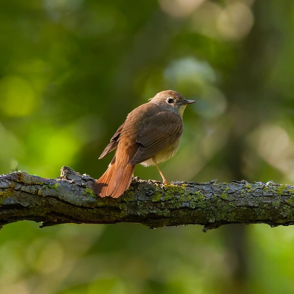 Luscinia megarhynchos, Nachtegaal