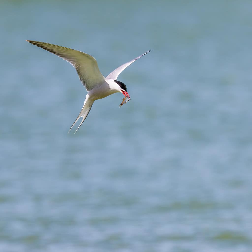 Sterna Hirundo, Visdief