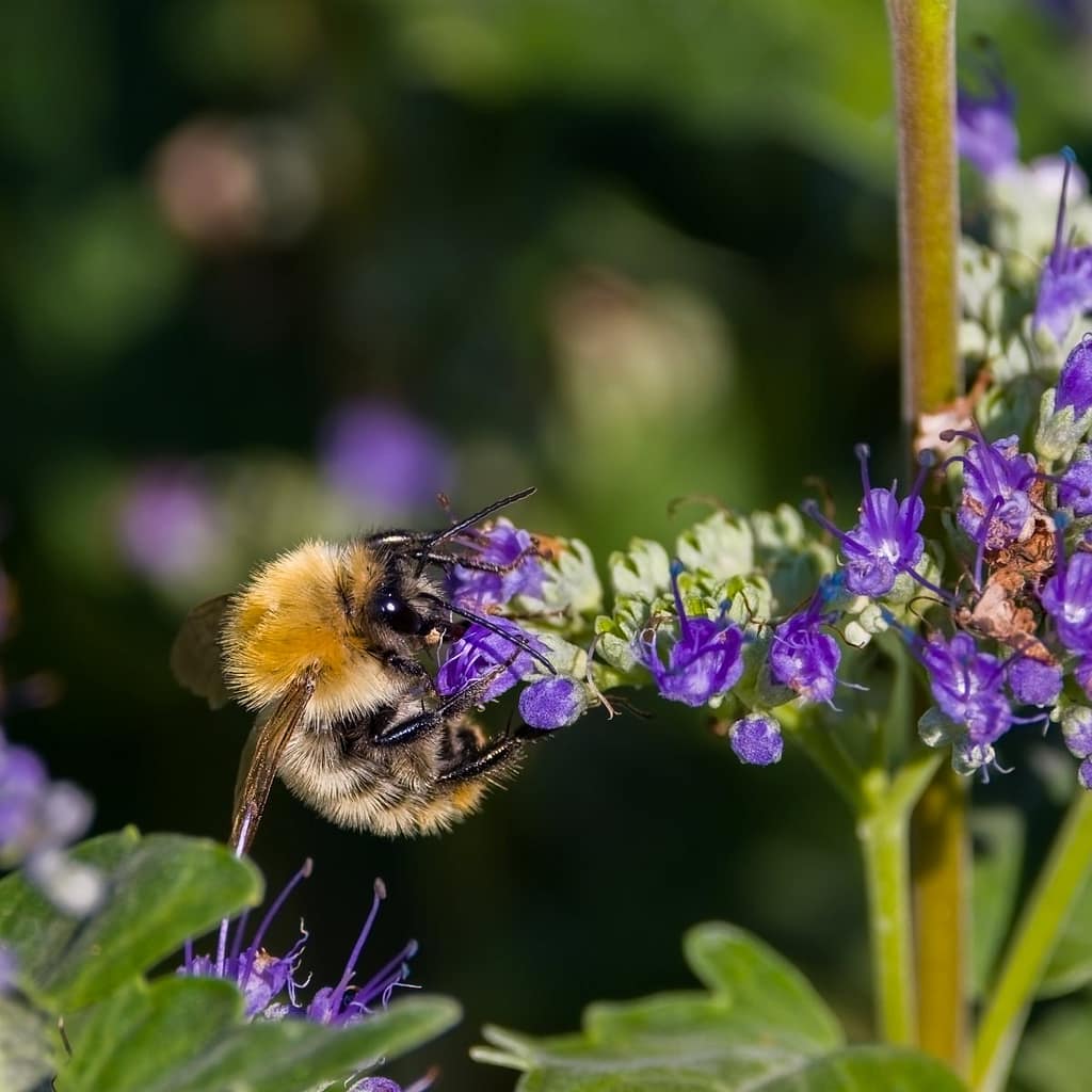 Bombus pascuorum, Akkerhommel