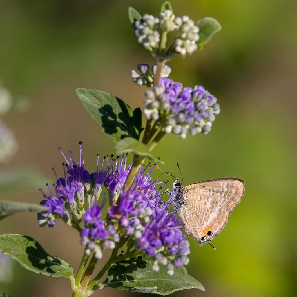 Lampides boeticus, Tijgerblauwtje