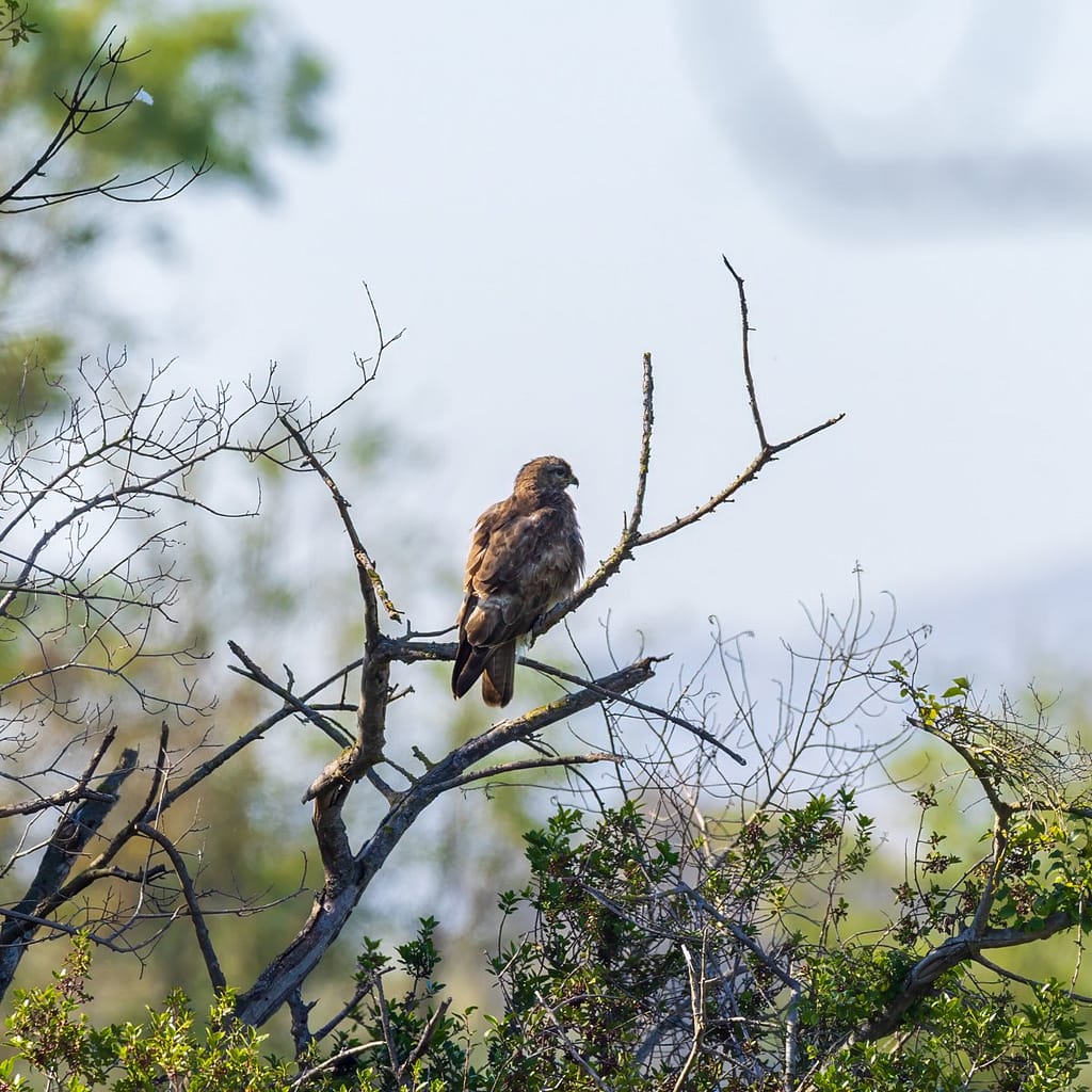 Buteo buteo, Buizerd