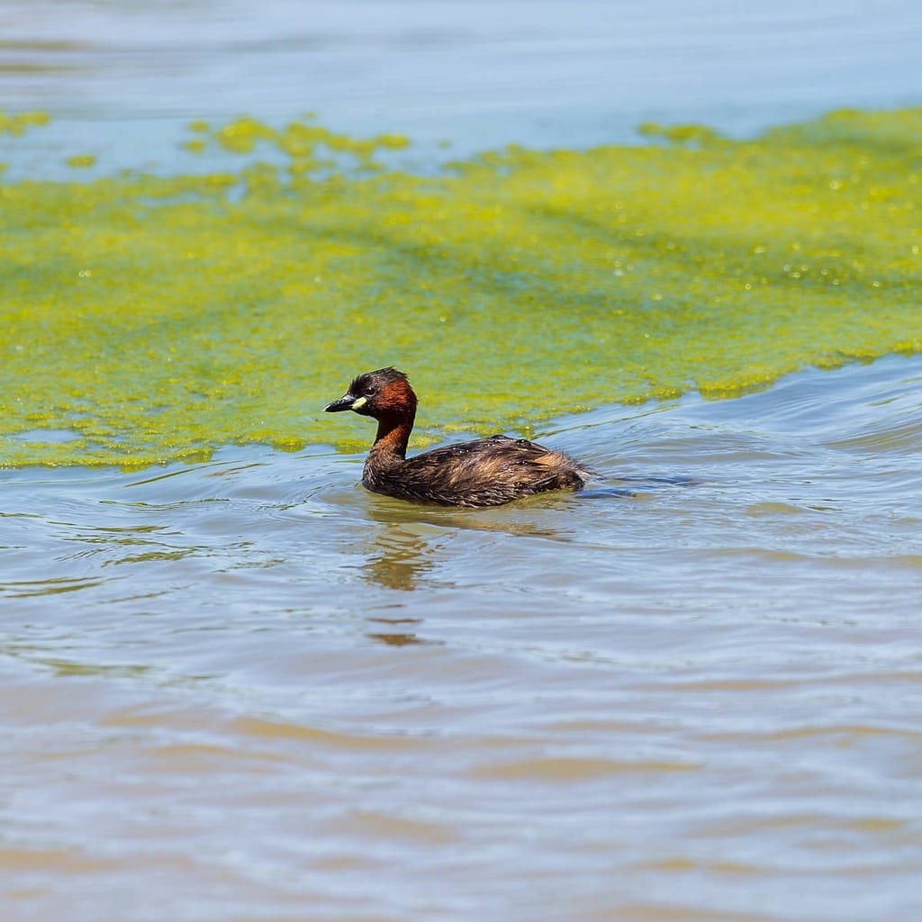 Tachybaptus ruficollis, Dodaars