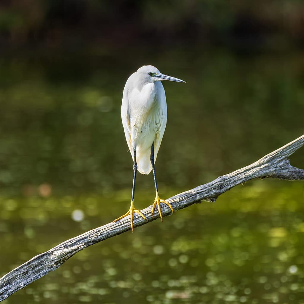 Egretta garzetta, kleine zilverreiger