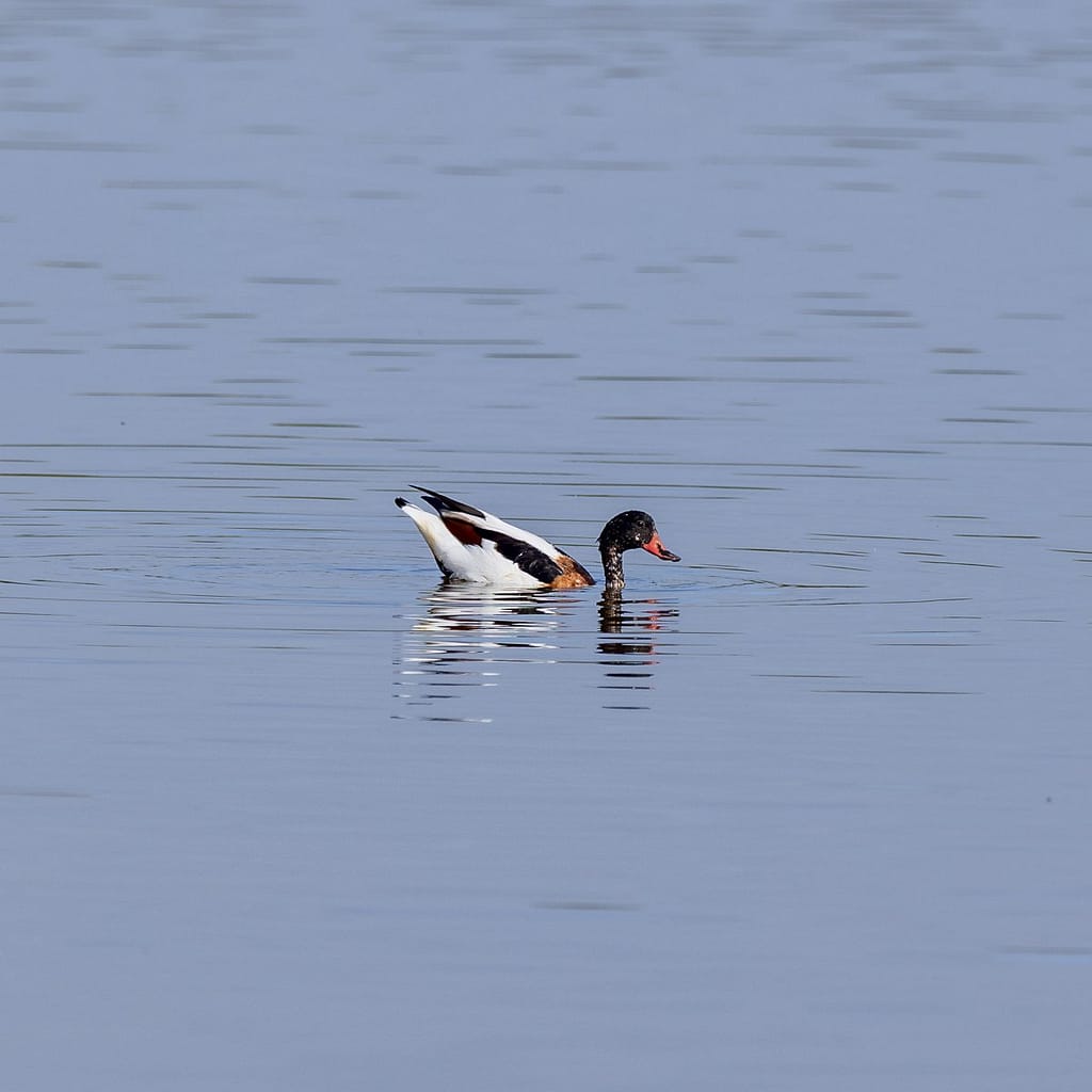 Tadorna tadorna, Bergeend