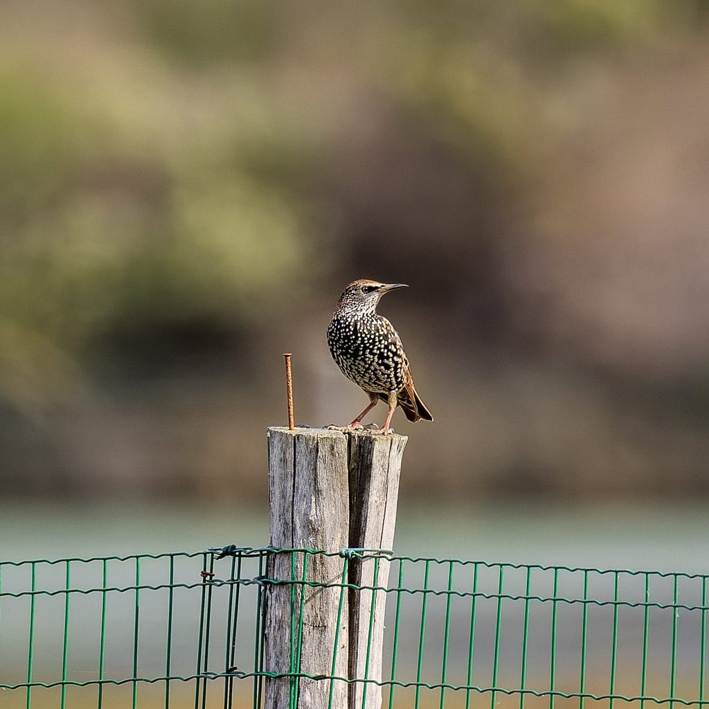 Sturnus vulgaris, Spreeuw