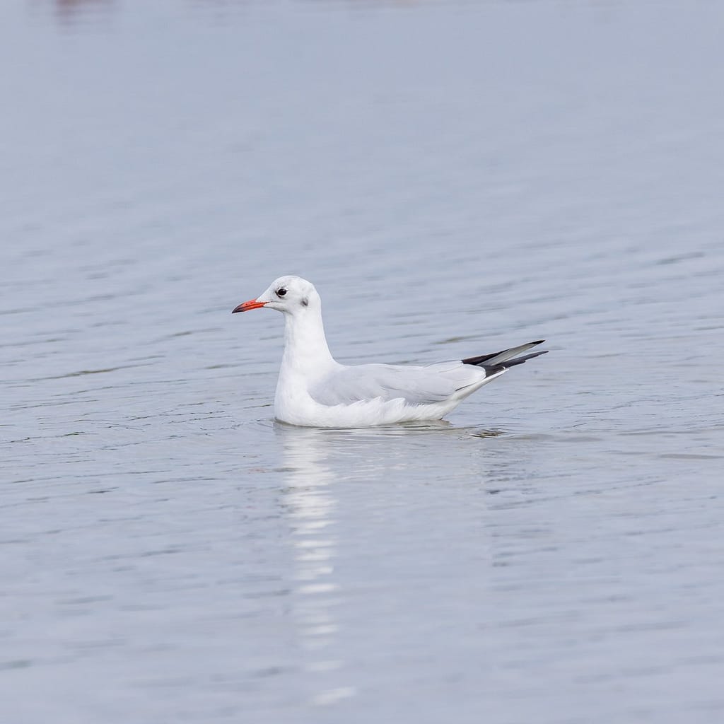 Chroicocephalus ridibundus, Kokmeeuw