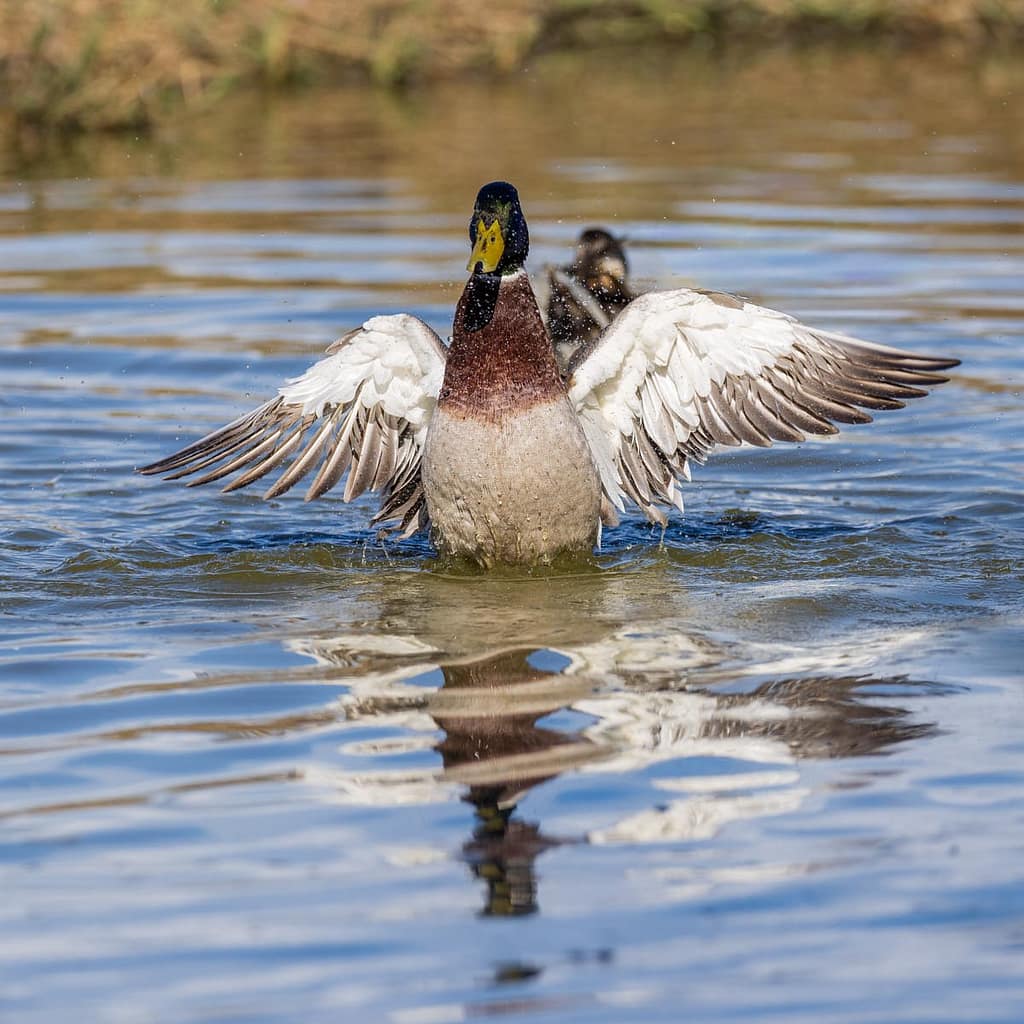 Anas platyrhynchos, Wilde eend