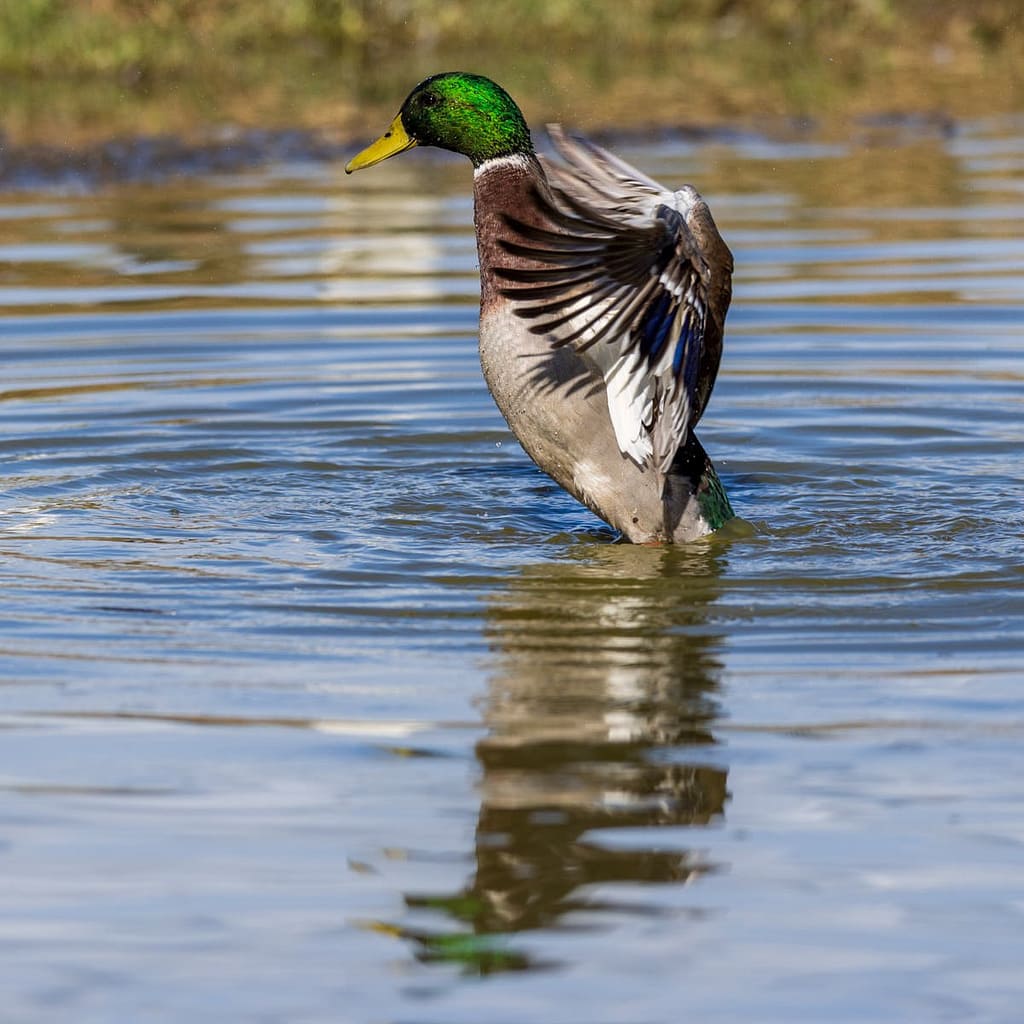 Anas platyrhynchos, Wilde eend