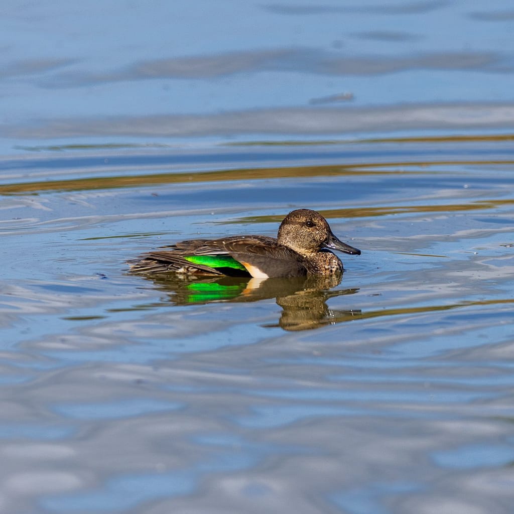Anas crecca, Wintertaling