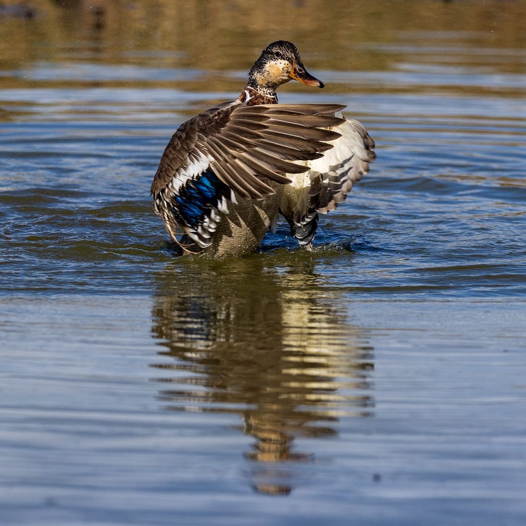 Anas platyrhynchos, Wilde eend