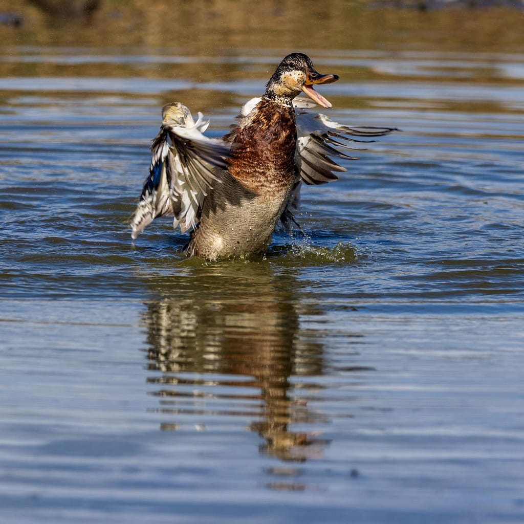 Anas platyrhynchos, Wilde eend