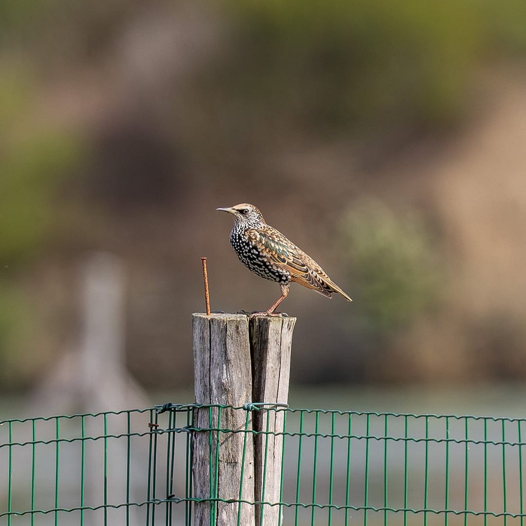 Sturnus vulgaris, Spreeuw