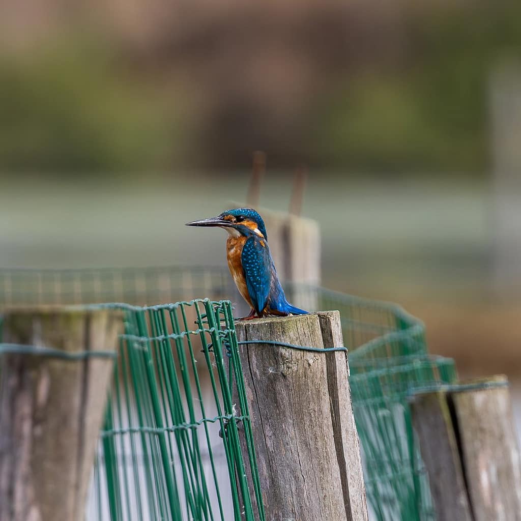 Alcedo atthis, IJsvogel