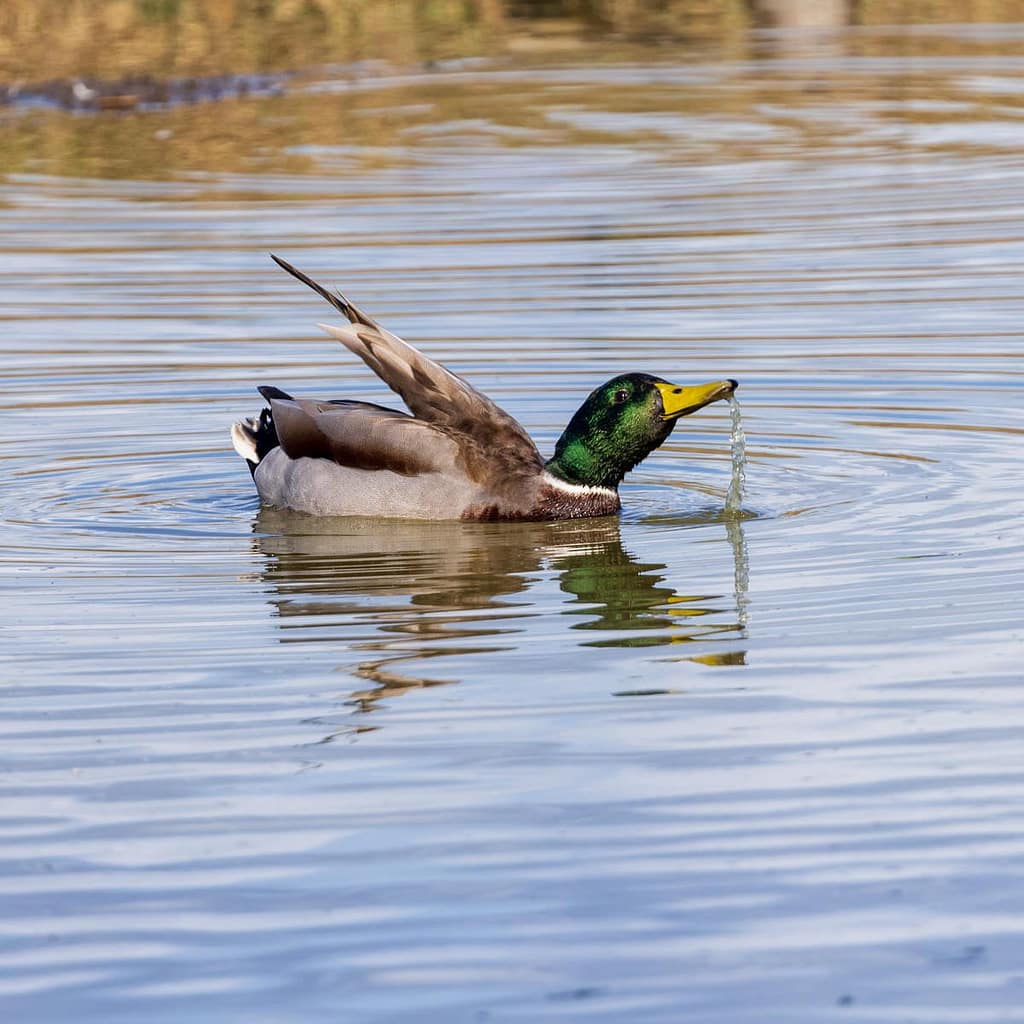 Anas platyrhynchos, Wilde eend