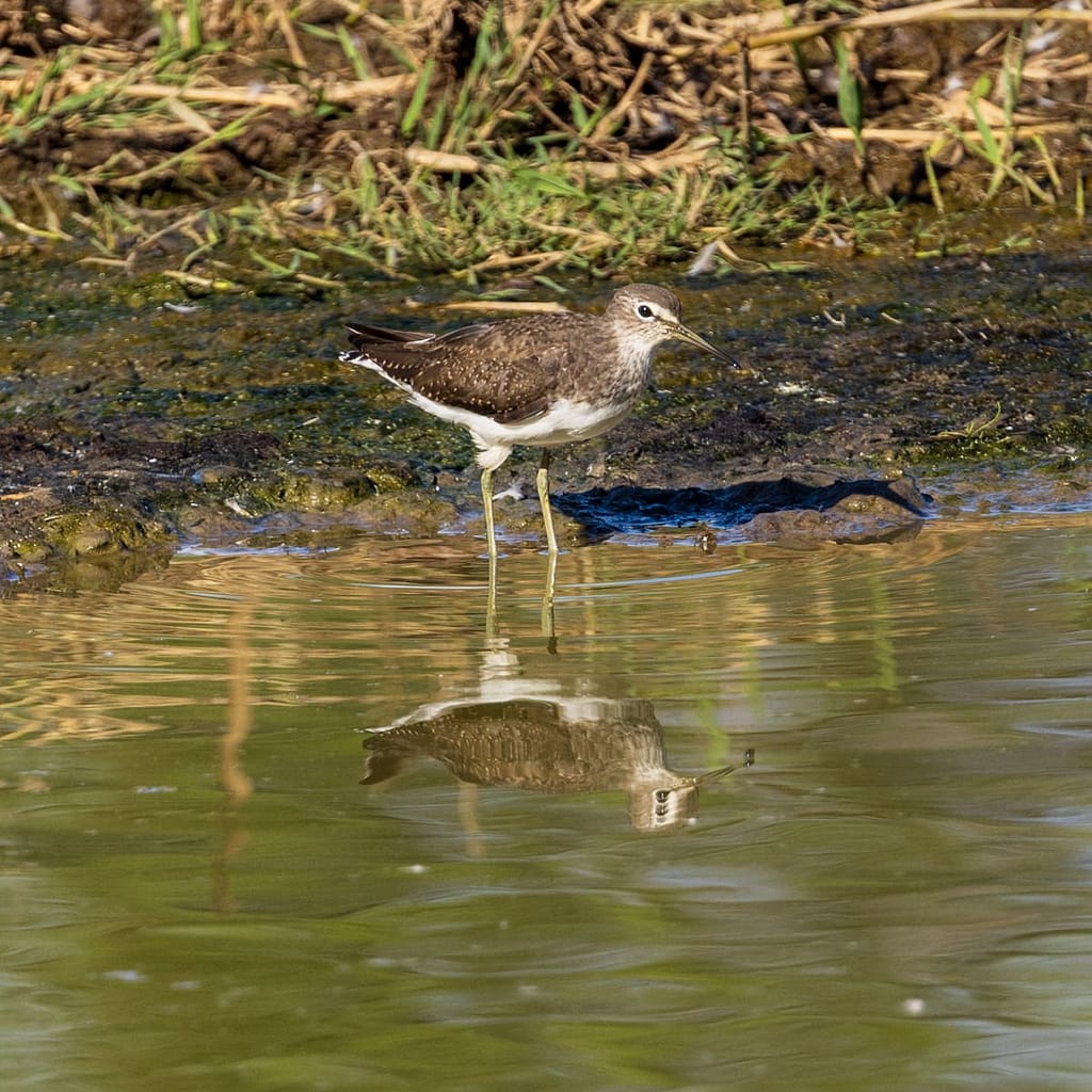 Tringa ochropus, Witgat
