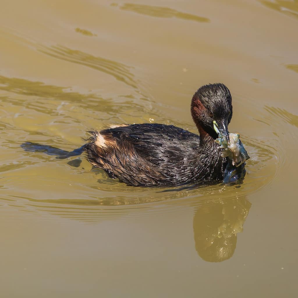 Tachybaptus ruficollis, Dodaars