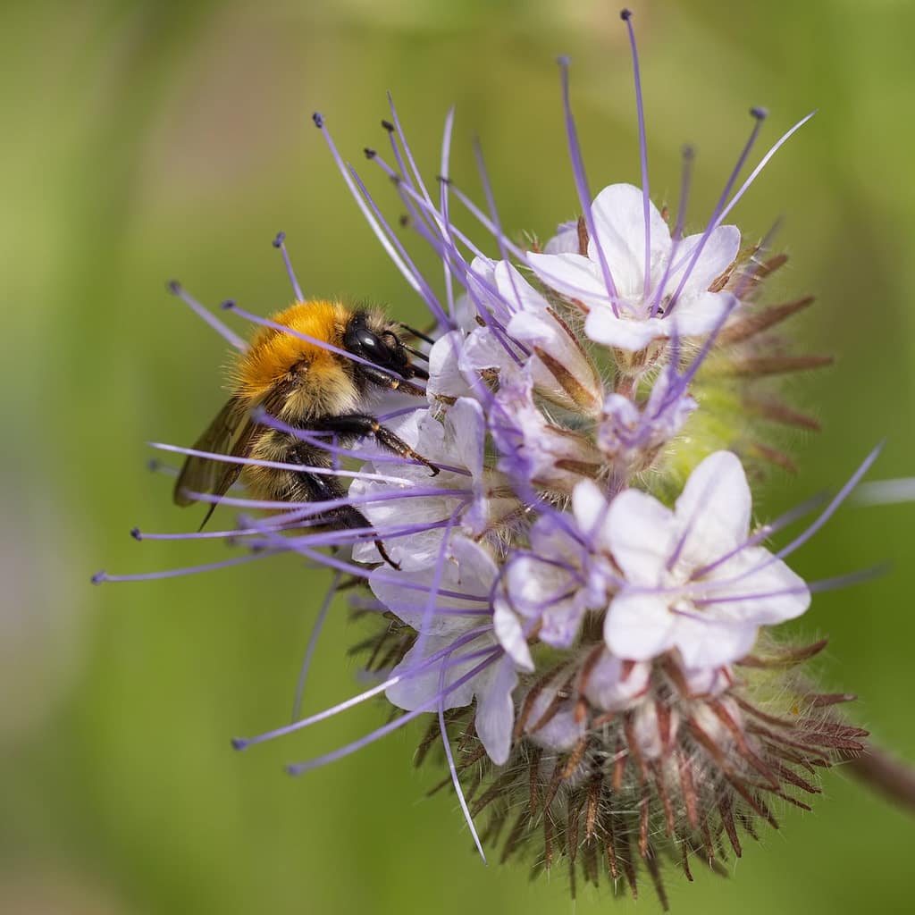 Bombus pascuorum - Akkerhommel op bijenbrood