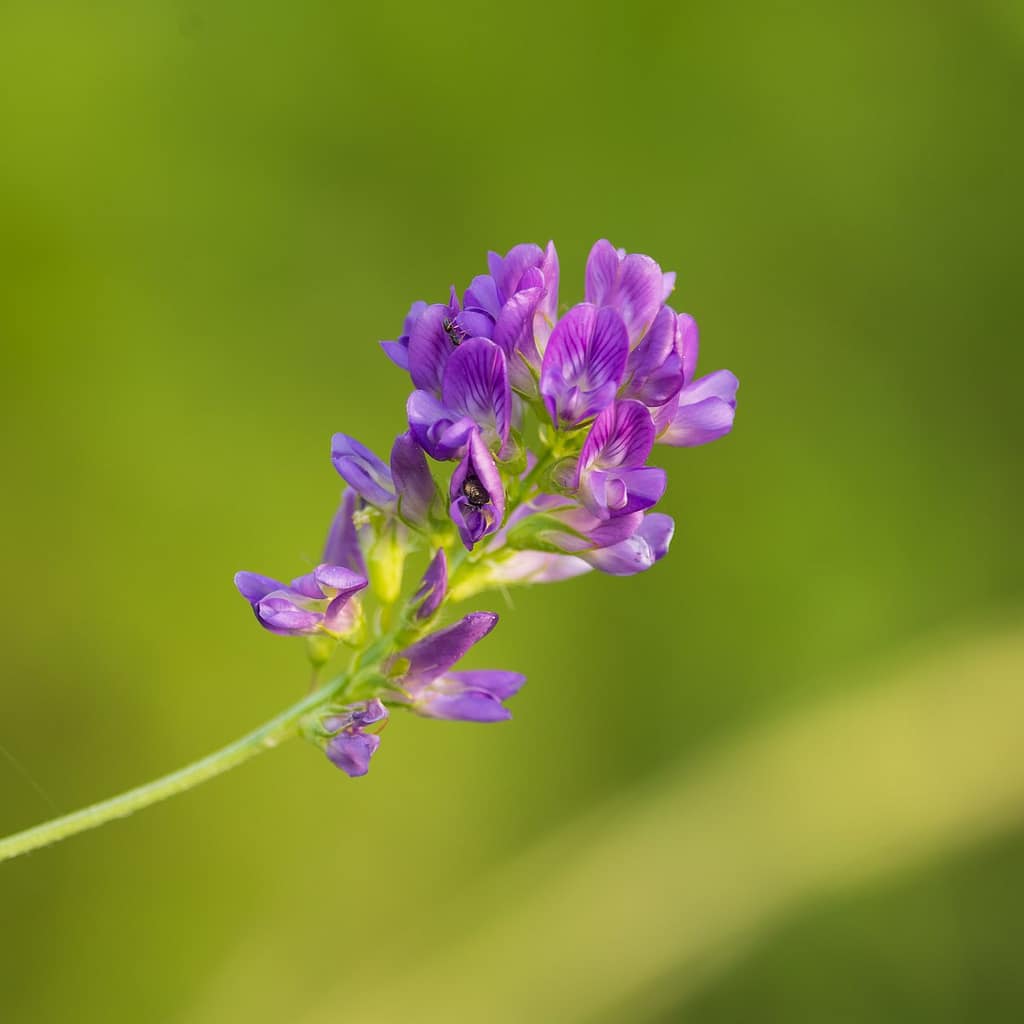 Medicago sativa - Luzerne