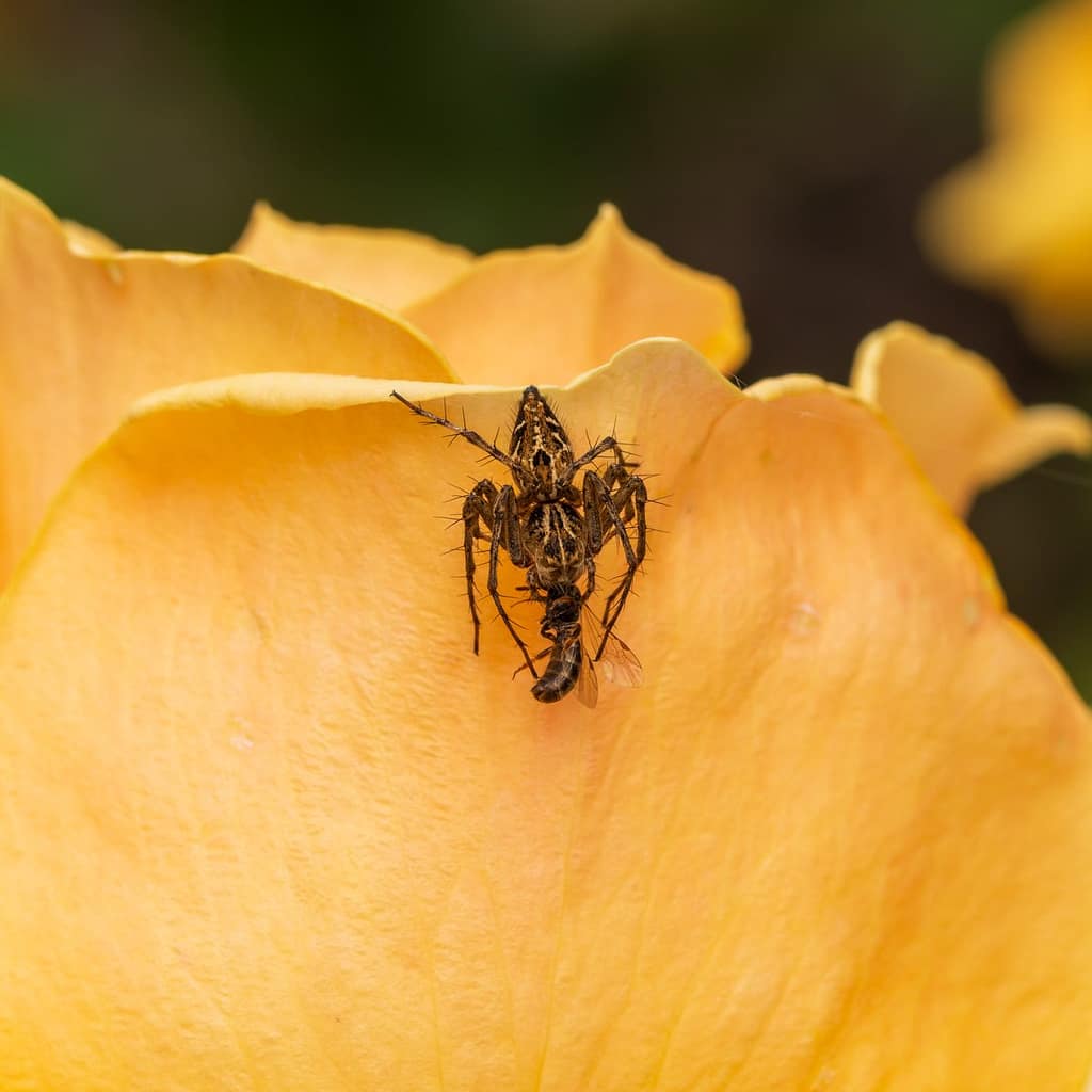 Oxyopes ramosus - Prachtlynxspin