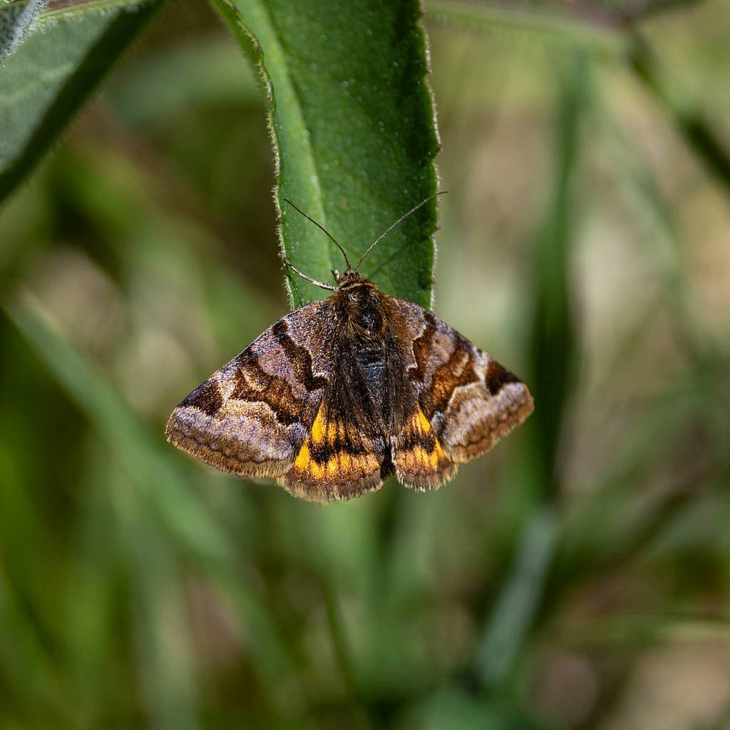 Euclidia glyphica - Bruine daguil